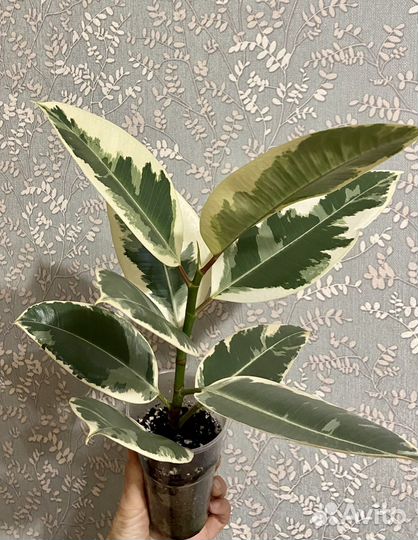 Фикус Тинеке