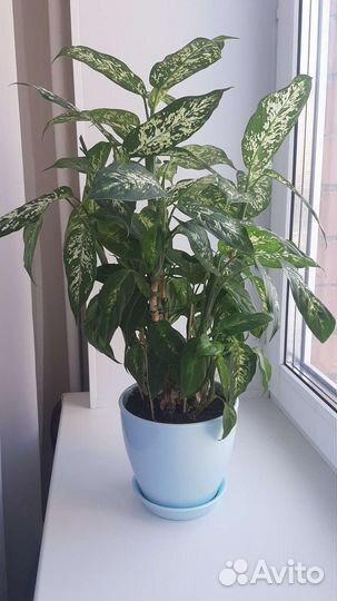 Диффенбахия