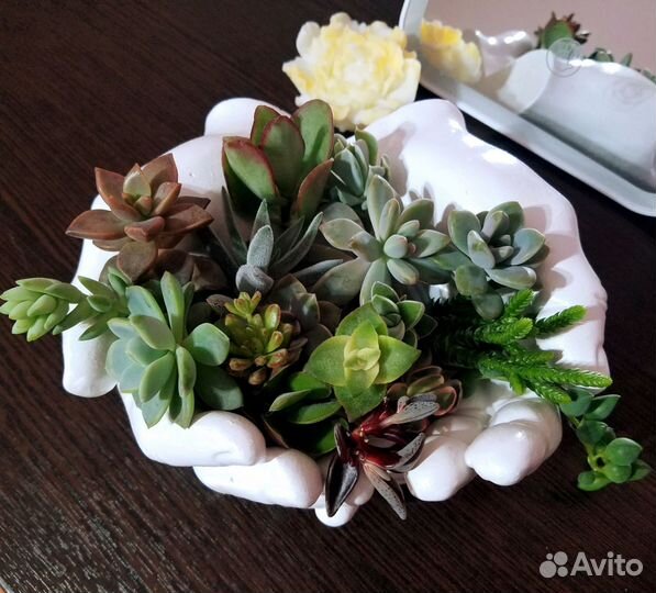 Набор Суккулентов плюс редкие виды