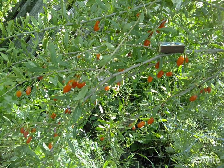 Саженцы малины