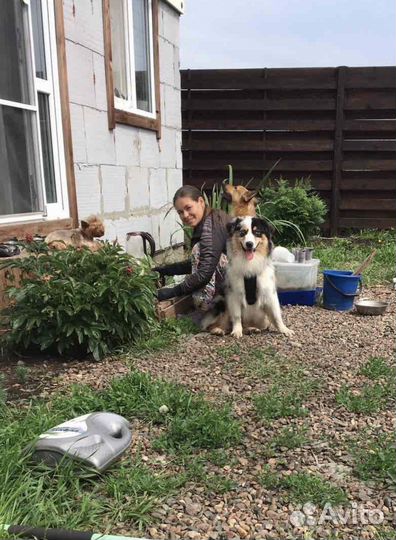 Домашняя гостиница для собак