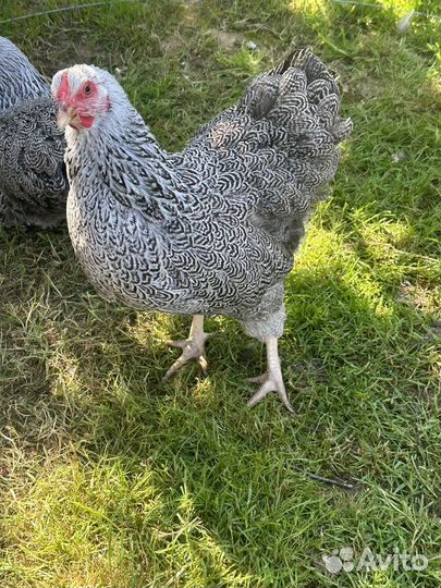 Ия Виандот Сильвер партридж