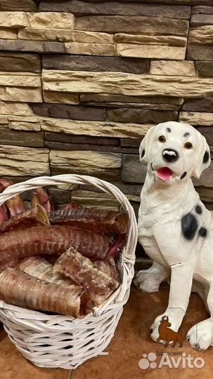 Сушёные лакомства для собак