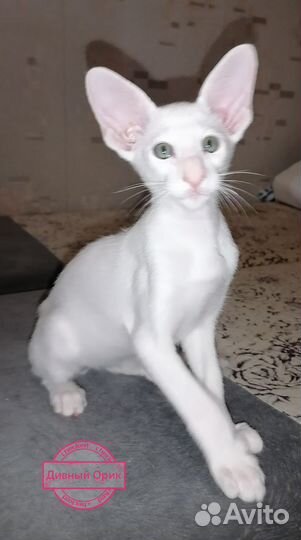 Ориентальные котята