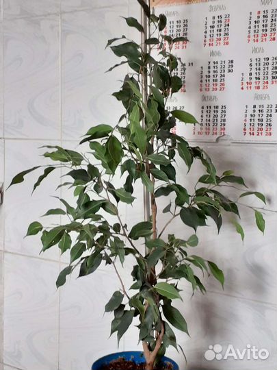 Фикус Бенджамина 