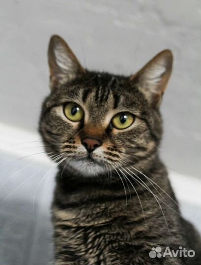 Красотка Николь (из приюта)