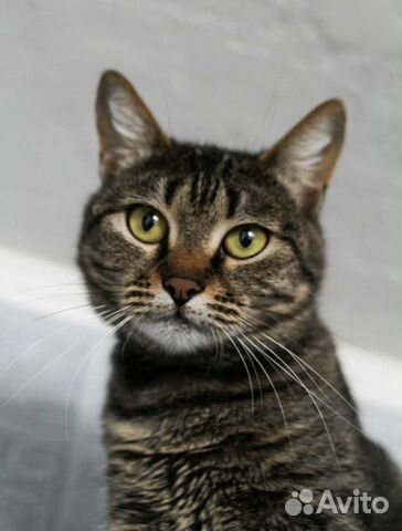 Красотка Николь (из приюта)