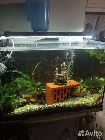 Аквариум(54*24*36)комплект