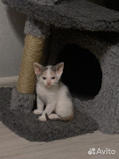 Отдам в добрые руки