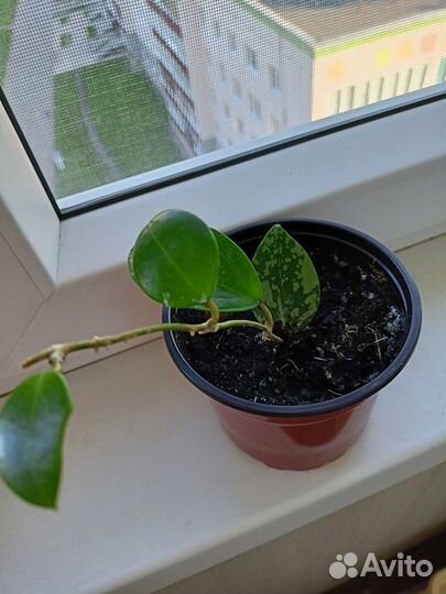 Хойя Acuta EPC-997