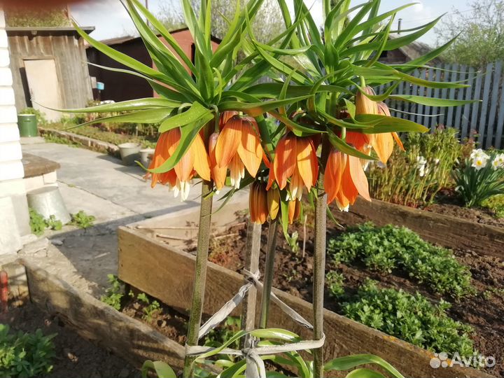 Луковицы рябчика, лука декоративного