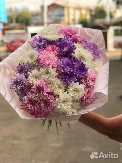 Хризантема