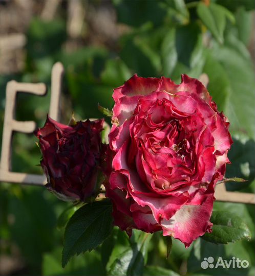 Роза чайная Абсурда