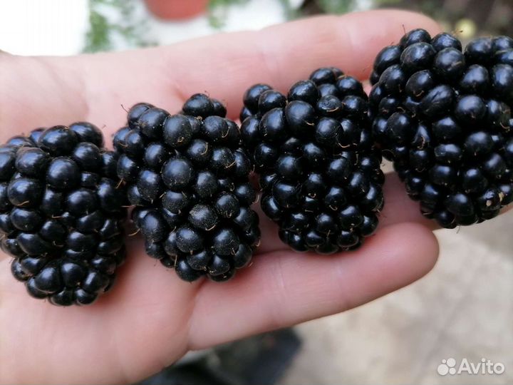 Саженцы ежевики Трипл Краун