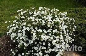 Лапчатка кустарниковая