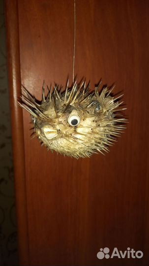 Чучело рыбы Еж