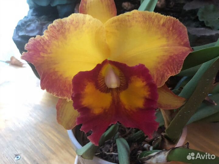 Цветущая каттлея арома