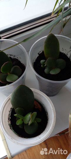 Толстянка крассула