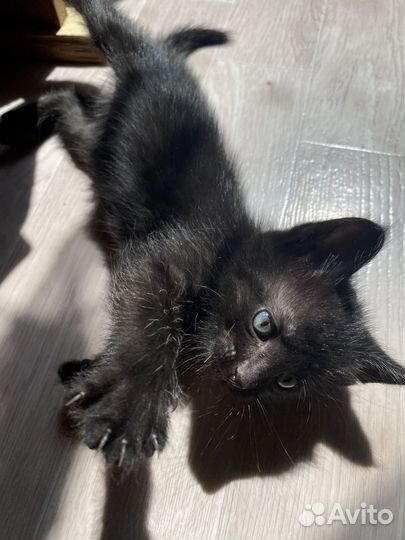 Котята в добрые руки приучены к лотку