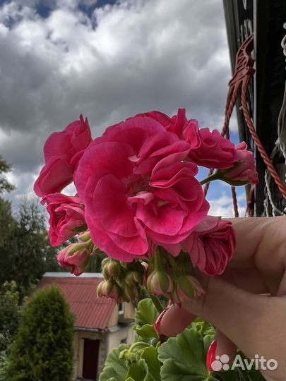 Пеларгония герань (Пинто Премиум)