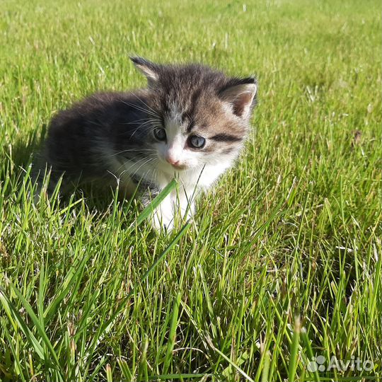 Маленький котенок