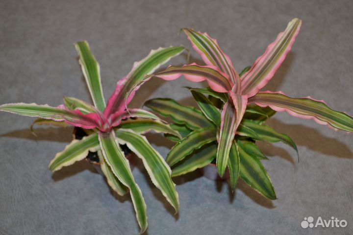 Криптантус. Комнатные цветы. Растения. Для дома