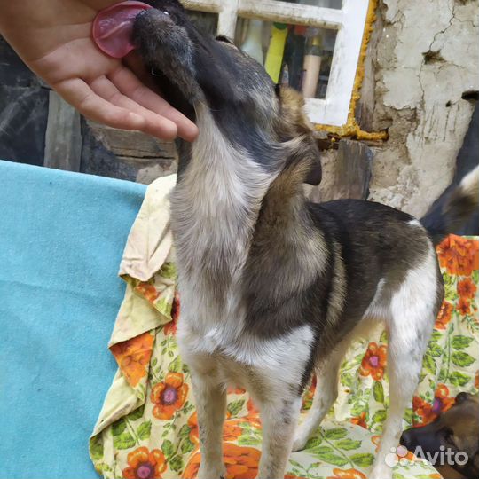 Щенок в добрые руки