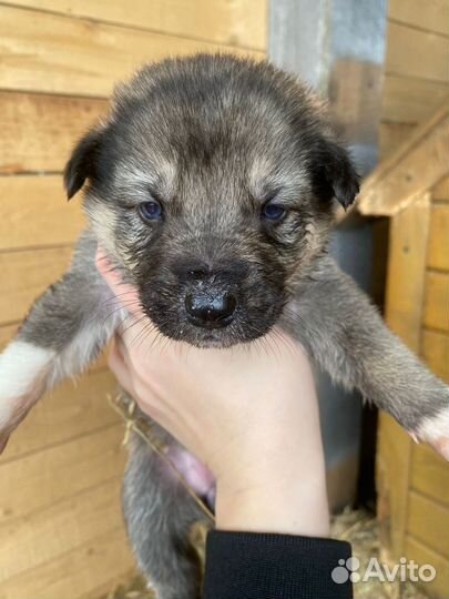 Отдам бесплатно