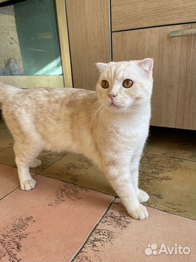 Шотланский кот