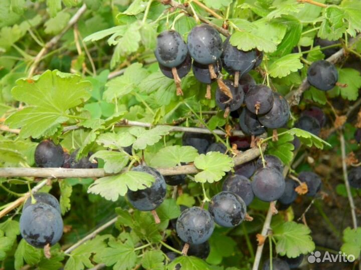 Саженцы крыжовника Орленок