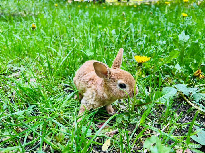 Кролики карликовые мини