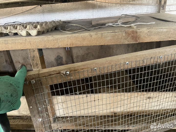 Брудер, клетка для птицы