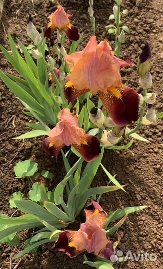 Ирисы бородатые