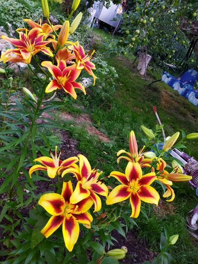 Дача 78 м² на участке 4 сот.