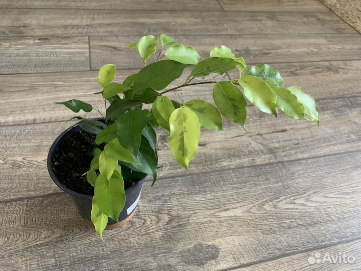 Фикусы Твилайт, Даниэль и т.д