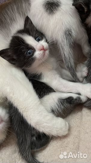 Кошки бесплатно