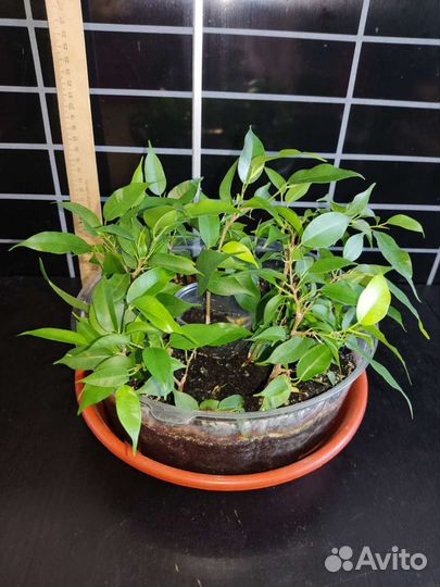 Фикус бенджамина наташа