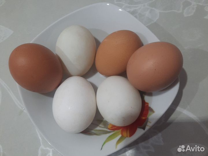 Домашние куриные яйца