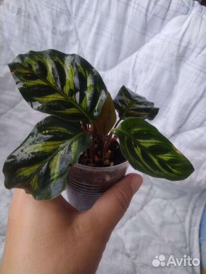 Калатея макояна