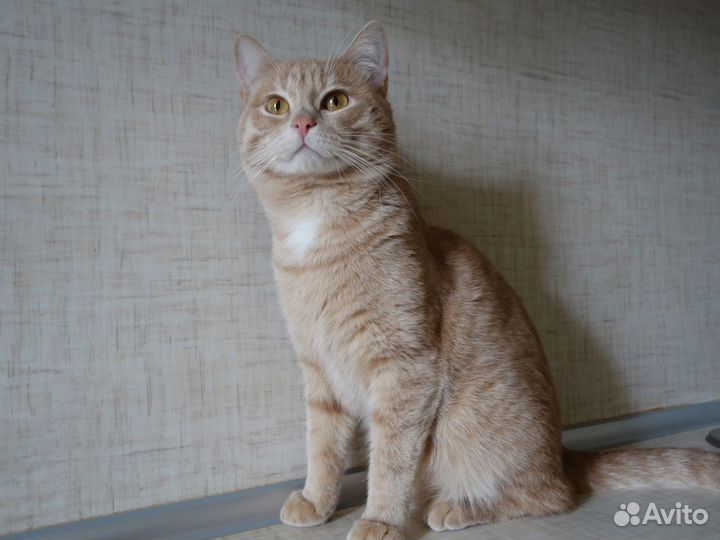 Лучик ищет дом