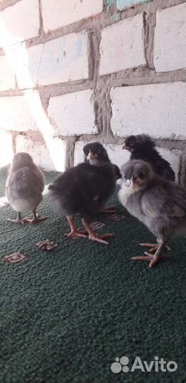 Цыплята