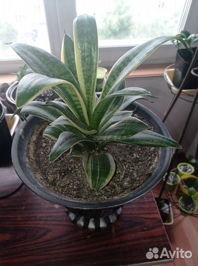 Сансевиерия ханни голд