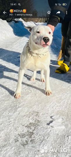 Щенки стафарда