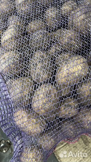 Картофель белый на хранение