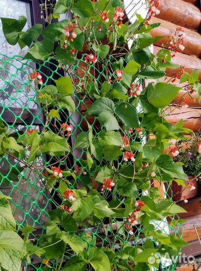 Семена вьющейся фасоли