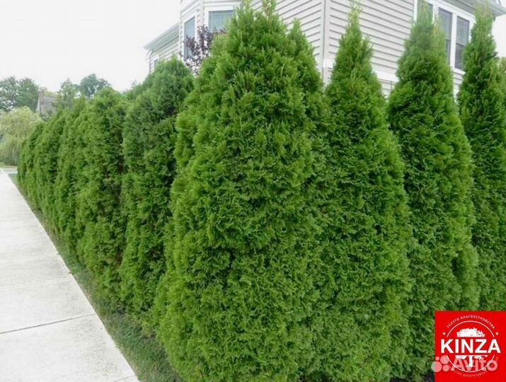 Туя смарагд 1,76 м