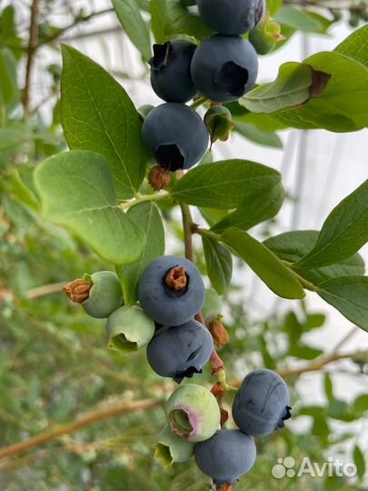 Голубика Торо 5 лет