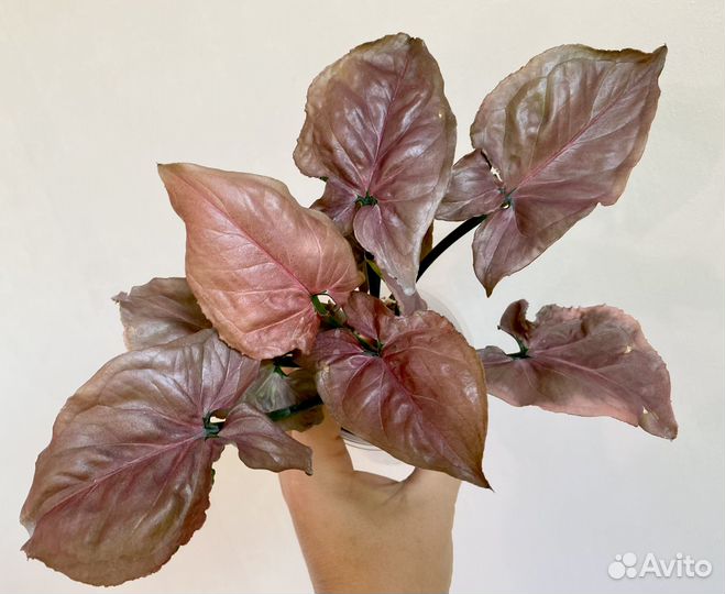 Сингониум Raspberry cream (Малиновый крем)