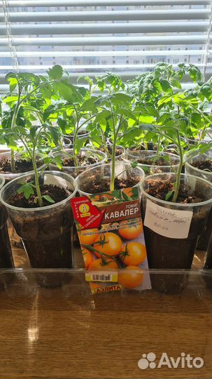 Рассада помидор, перцы, баклажан