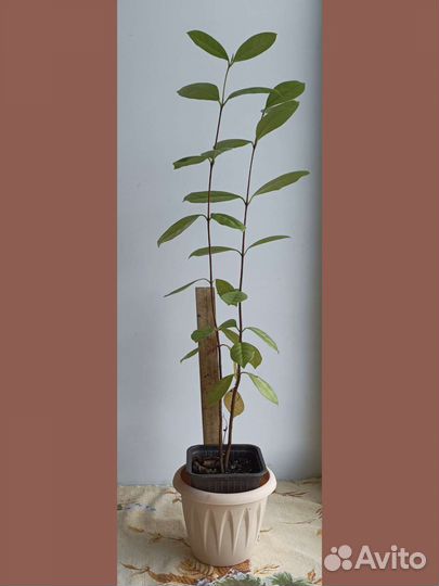 Земляничная гуава